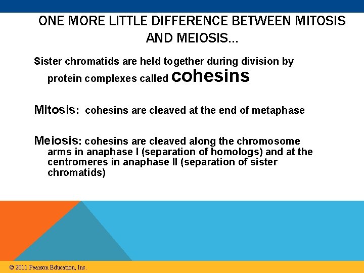 ONE MORE LITTLE DIFFERENCE BETWEEN MITOSIS AND MEIOSIS… Sister chromatids are held together during