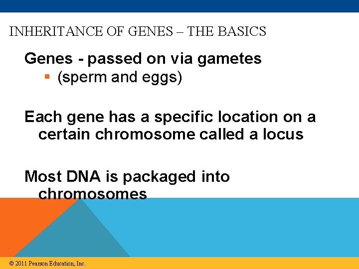 INHERITANCE OF GENES – THE BASICS Genes - passed on via gametes § (sperm