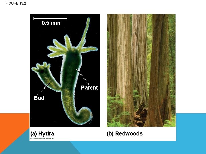 FIGURE 13. 2 0. 5 mm Parent Bud (a) Hydra (b) Redwoods 