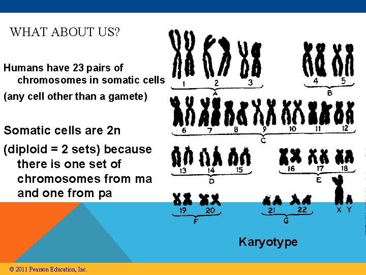 WHAT ABOUT US? Humans have 23 pairs of chromosomes in somatic cells (any cell