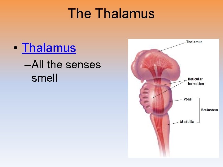 The Thalamus • Thalamus – All the senses smell EXCEPT 