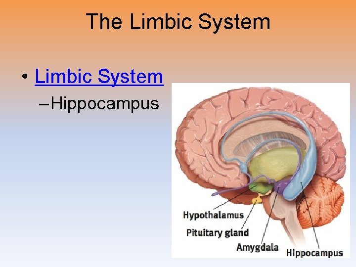 The Limbic System • Limbic System – Hippocampus 