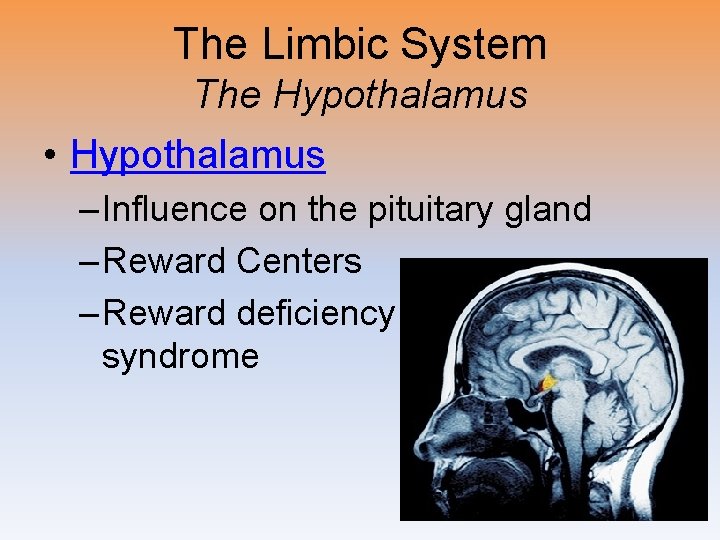 The Limbic System The Hypothalamus • Hypothalamus – Influence on the pituitary gland –