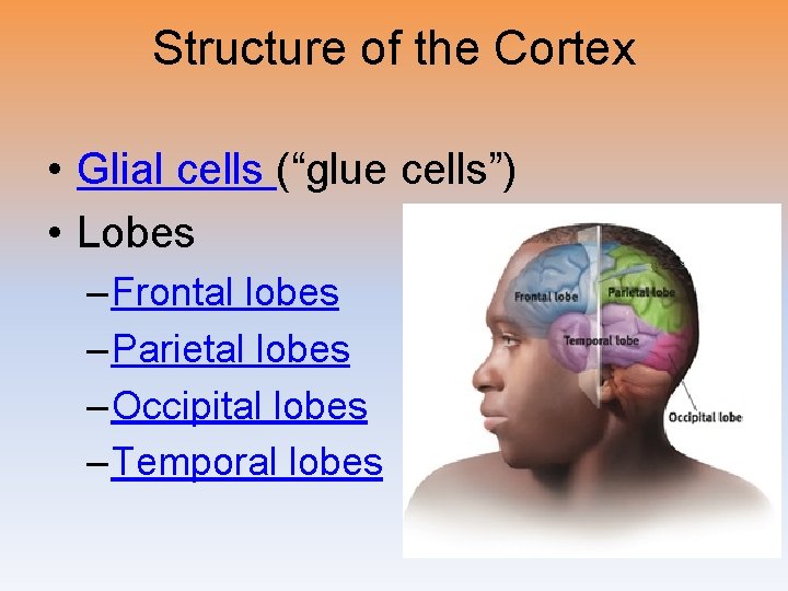 Structure of the Cortex • Glial cells (“glue cells”) • Lobes – Frontal lobes