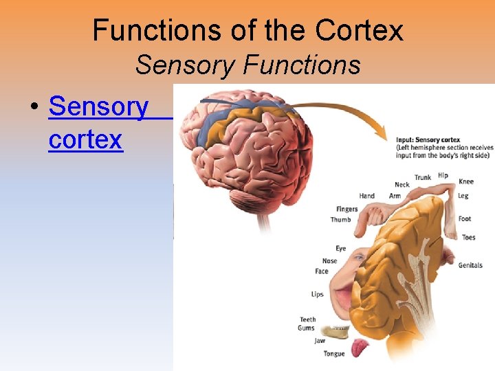 Functions of the Cortex Sensory Functions • Sensory cortex 