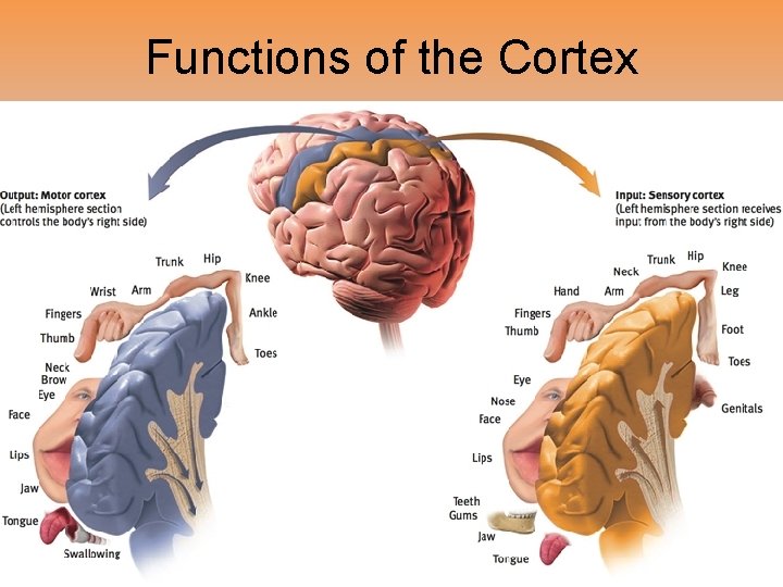 Functions of the Cortex 