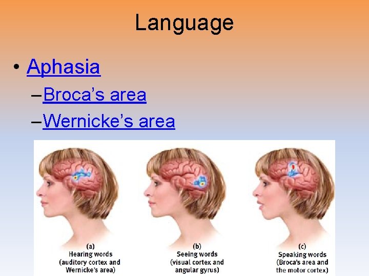 Language • Aphasia – Broca’s area – Wernicke’s area 