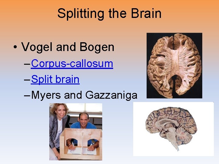 Splitting the Brain • Vogel and Bogen – Corpus-callosum – Split brain – Myers