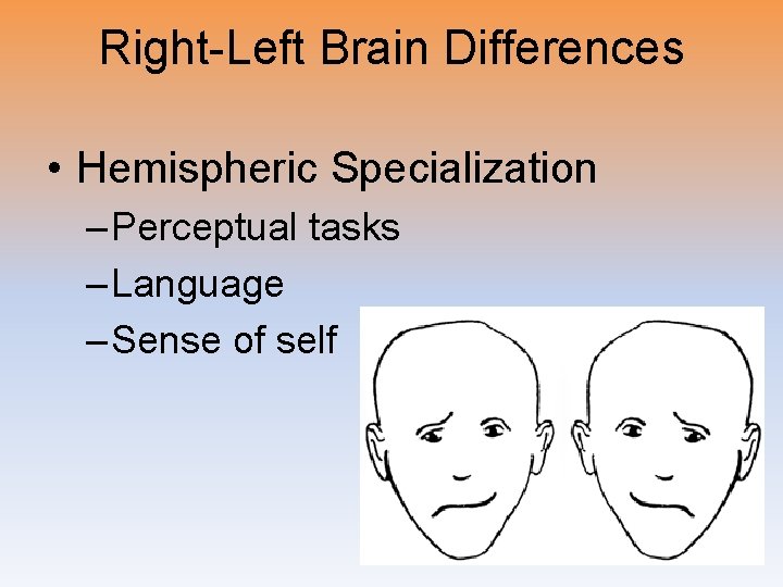 Right-Left Brain Differences • Hemispheric Specialization – Perceptual tasks – Language – Sense of
