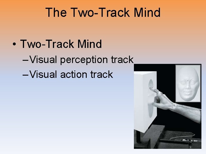 The Two-Track Mind • Two-Track Mind – Visual perception track – Visual action track