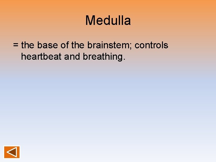 Medulla = the base of the brainstem; controls heartbeat and breathing. 