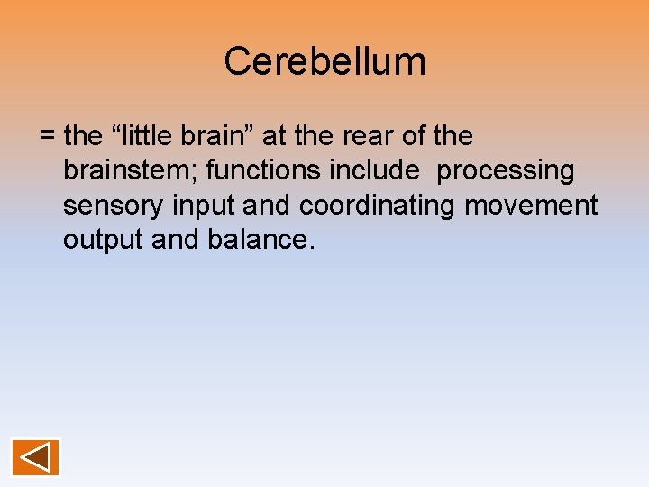 Cerebellum = the “little brain” at the rear of the brainstem; functions include processing