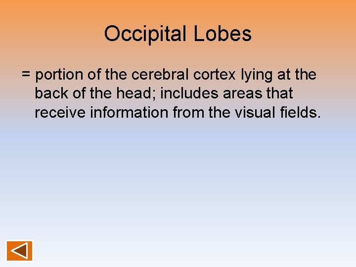 Occipital Lobes = portion of the cerebral cortex lying at the back of the