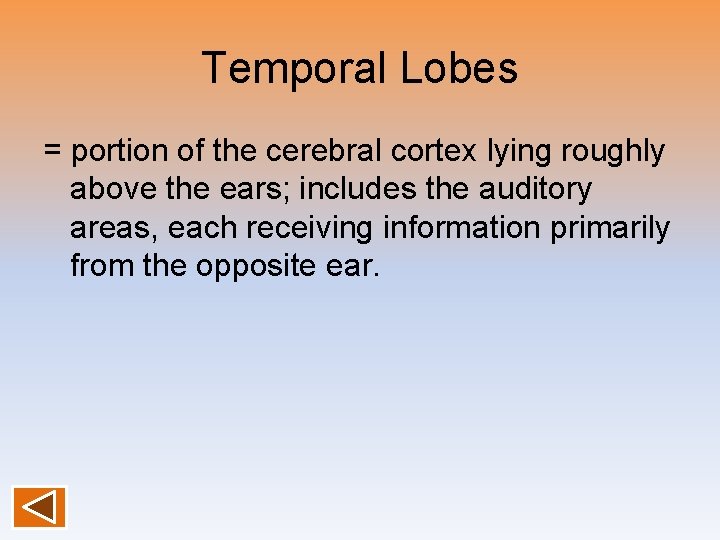 Temporal Lobes = portion of the cerebral cortex lying roughly above the ears; includes