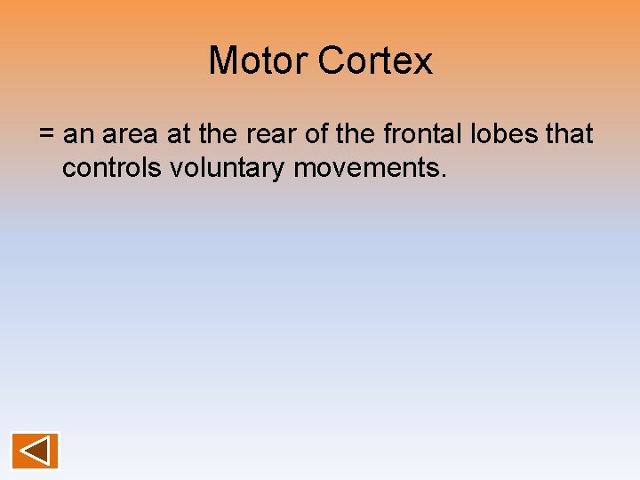 Motor Cortex = an area at the rear of the frontal lobes that controls