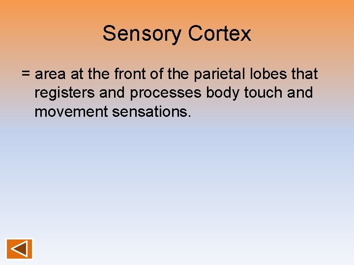 Sensory Cortex = area at the front of the parietal lobes that registers and