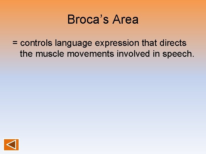 Broca’s Area = controls language expression that directs the muscle movements involved in speech.