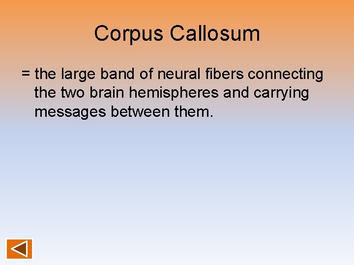 Corpus Callosum = the large band of neural fibers connecting the two brain hemispheres