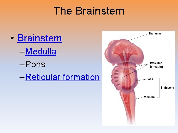 The Brainstem • Brainstem – Medulla – Pons – Reticular formation 