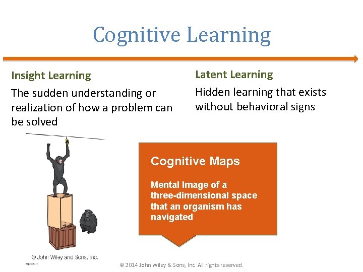 Cognitive Learning Insight Learning The sudden understanding or realization of how a problem can