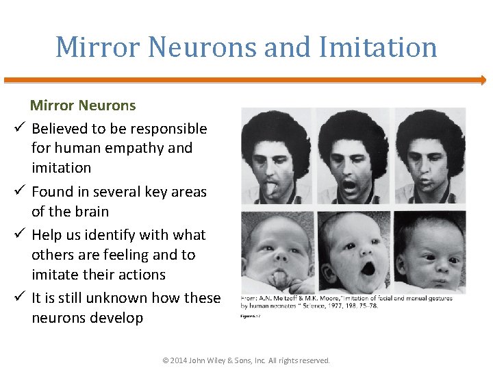 Mirror Neurons and Imitation Mirror Neurons ü Believed to be responsible for human empathy