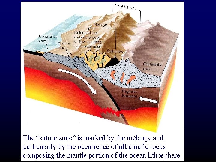 Slivers of oceanic crust and upper mantle (ophiolites) The “suture zone” is marked by