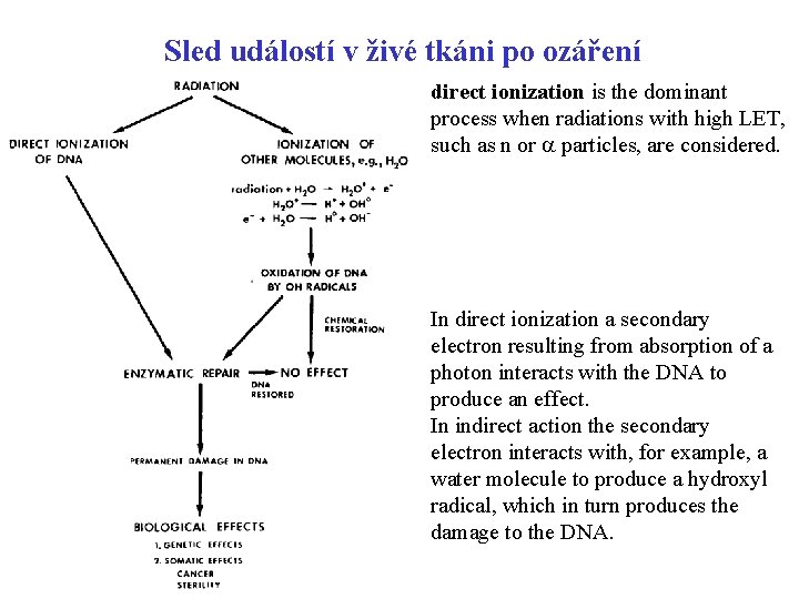 Sled událostí v živé tkáni po ozáření direct ionization is the dominant process when