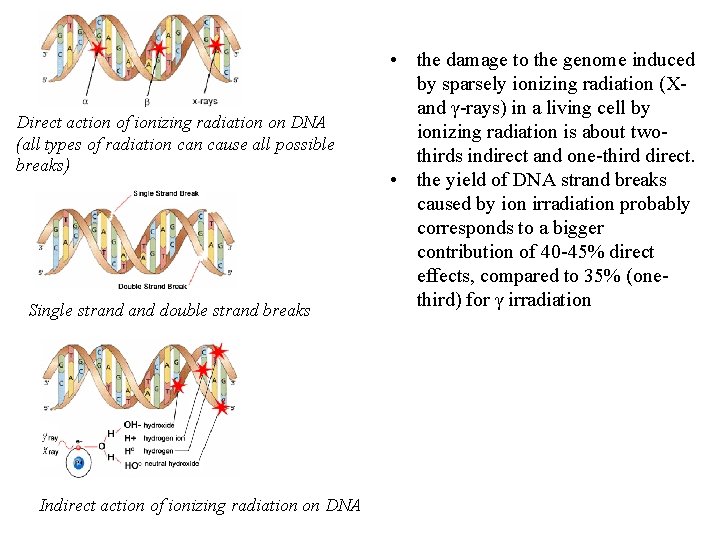 Direct action of ionizing radiation on DNA (all types of radiation cause all possible