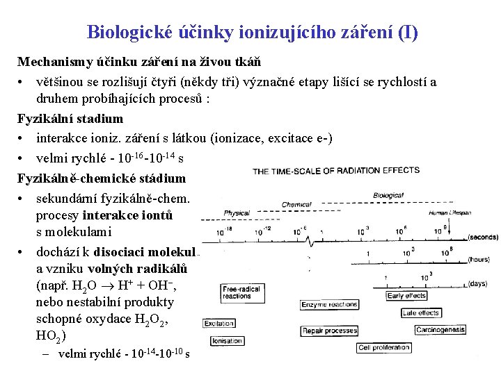 Biologické účinky ionizujícího záření (I) Mechanismy účinku záření na živou tkáň • většinou se