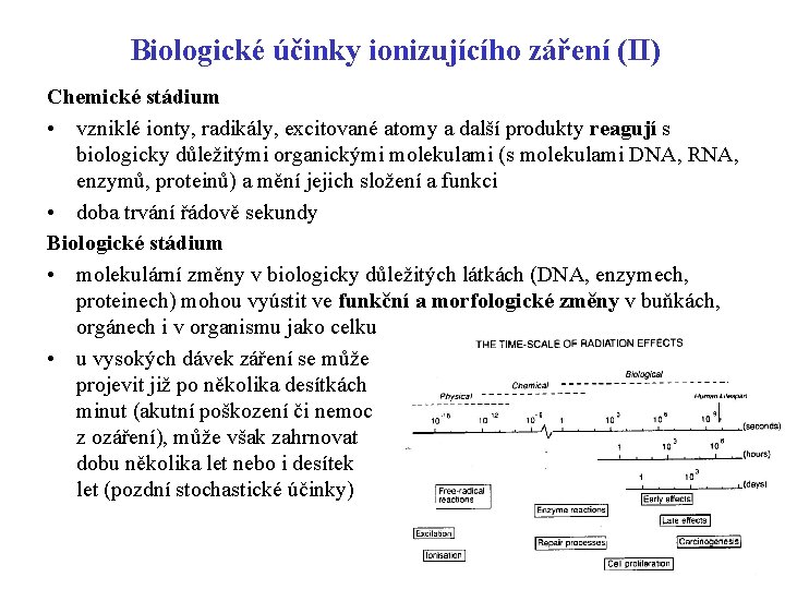 Biologické účinky ionizujícího záření (II) Chemické stádium • vzniklé ionty, radikály, excitované atomy a