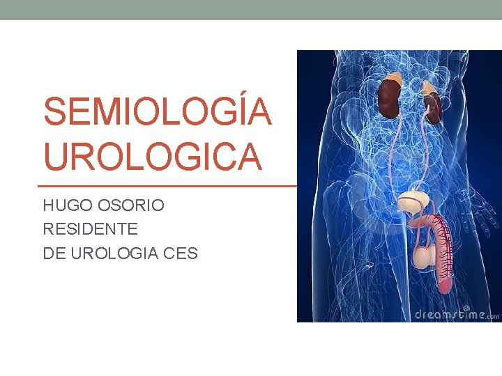 SEMIOLOGÍA UROLOGICA HUGO OSORIO RESIDENTE DE UROLOGIA CES SEMIOLOGÍA UROLOGICA HUGO OSORIO RESIDENTE DE UROLOGIA CES