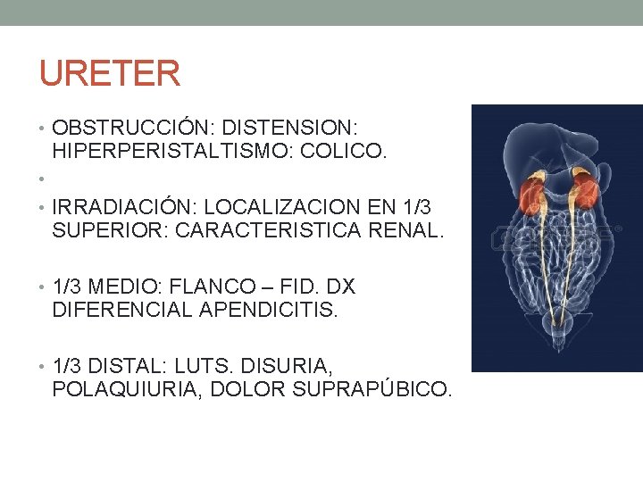 URETER • OBSTRUCCIÓN: DISTENSION: HIPERPERISTALTISMO: COLICO. • • IRRADIACIÓN: LOCALIZACION EN 1/3 SUPERIOR: CARACTERISTICA URETER • OBSTRUCCIÓN: DISTENSION: HIPERPERISTALTISMO: COLICO. • • IRRADIACIÓN: LOCALIZACION EN 1/3 SUPERIOR: CARACTERISTICA