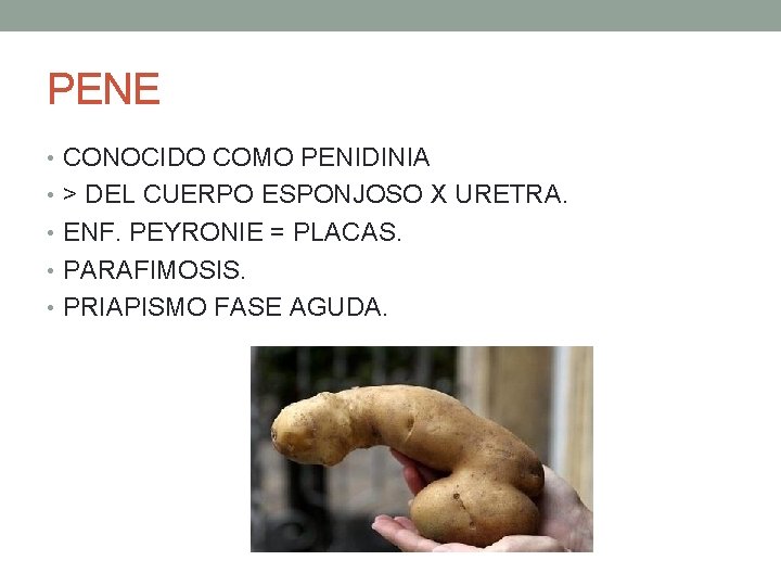 PENE • CONOCIDO COMO PENIDINIA • > DEL CUERPO ESPONJOSO X URETRA. • ENF. PENE • CONOCIDO COMO PENIDINIA • > DEL CUERPO ESPONJOSO X URETRA. • ENF.