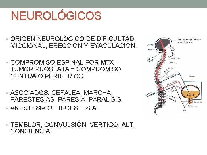 NEUROLÓGICOS • ORIGEN NEUROLÓGICO DE DIFICULTAD MICCIONAL, ERECCIÓN Y EYACULACIÓN. • COMPROMISO ESPINAL POR NEUROLÓGICOS • ORIGEN NEUROLÓGICO DE DIFICULTAD MICCIONAL, ERECCIÓN Y EYACULACIÓN. • COMPROMISO ESPINAL POR
