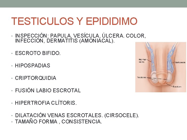 TESTICULOS Y EPIDIDIMO • INSPECCIÓN: PAPULA, VESÍCULA, ÚLCERA. COLOR, INFECCIÓN, DERMATITIS (AMONIACAL). • ESCROTO TESTICULOS Y EPIDIDIMO • INSPECCIÓN: PAPULA, VESÍCULA, ÚLCERA. COLOR, INFECCIÓN, DERMATITIS (AMONIACAL). • ESCROTO