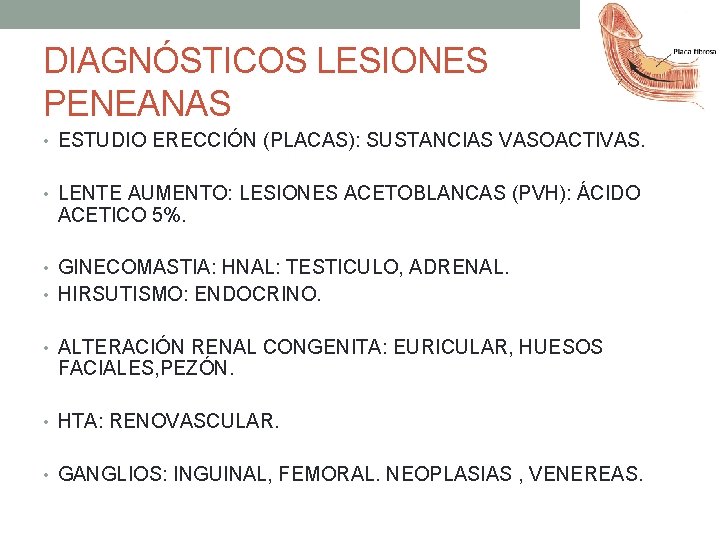 DIAGNÓSTICOS LESIONES PENEANAS • ESTUDIO ERECCIÓN (PLACAS): SUSTANCIAS VASOACTIVAS. • LENTE AUMENTO: LESIONES ACETOBLANCAS DIAGNÓSTICOS LESIONES PENEANAS • ESTUDIO ERECCIÓN (PLACAS): SUSTANCIAS VASOACTIVAS. • LENTE AUMENTO: LESIONES ACETOBLANCAS