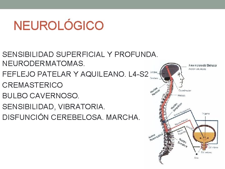 NEUROLÓGICO • SENSIBILIDAD SUPERFICIAL Y PROFUNDA. NEURODERMATOMAS. • FEFLEJO PATELAR Y AQUILEANO. L 4 NEUROLÓGICO • SENSIBILIDAD SUPERFICIAL Y PROFUNDA. NEURODERMATOMAS. • FEFLEJO PATELAR Y AQUILEANO. L 4