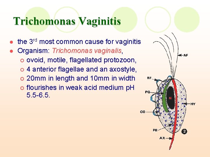 Trichomonas Vaginitis l l the 3 rd most common cause for vaginitis Organism: Trichomonas Trichomonas Vaginitis l l the 3 rd most common cause for vaginitis Organism: Trichomonas