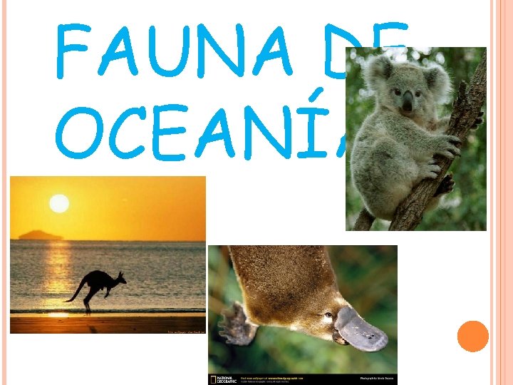 FAUNA DE OCEANÍA FAUNA DE OCEANÍA