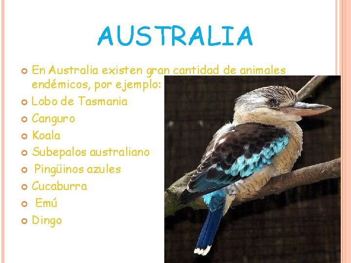 AUSTRALIA En Australia existen gran cantidad de animales endémicos, por ejemplo: Lobo de Tasmania AUSTRALIA En Australia existen gran cantidad de animales endémicos, por ejemplo: Lobo de Tasmania