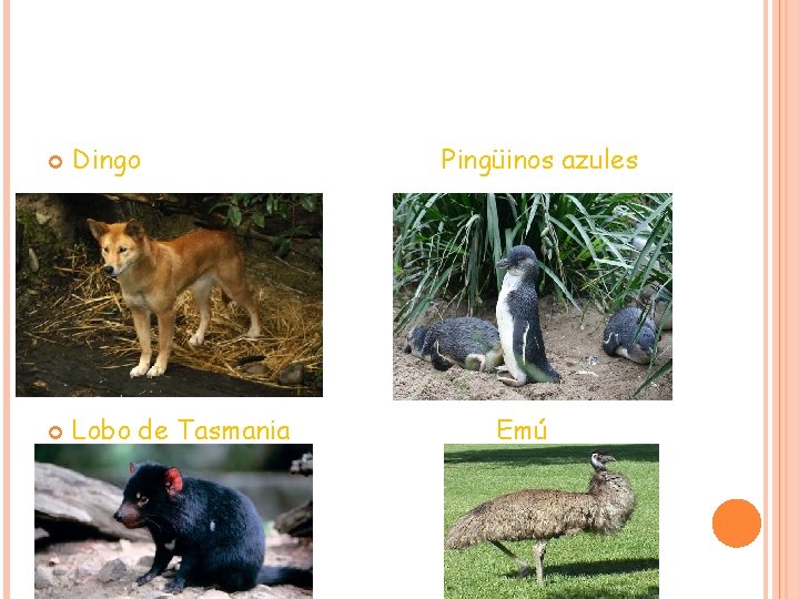 Dingo Lobo de Tasmania Pingüinos azules Emú Dingo Lobo de Tasmania Pingüinos azules Emú