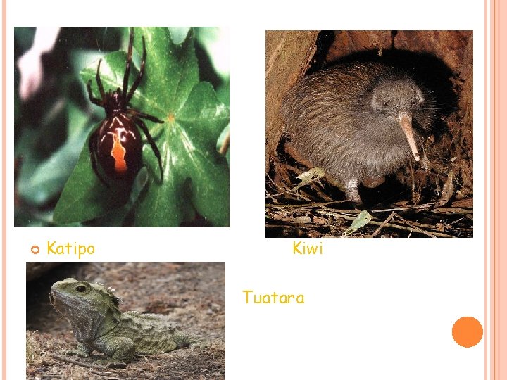 Katipo Kiwi Tuatara Katipo Kiwi Tuatara