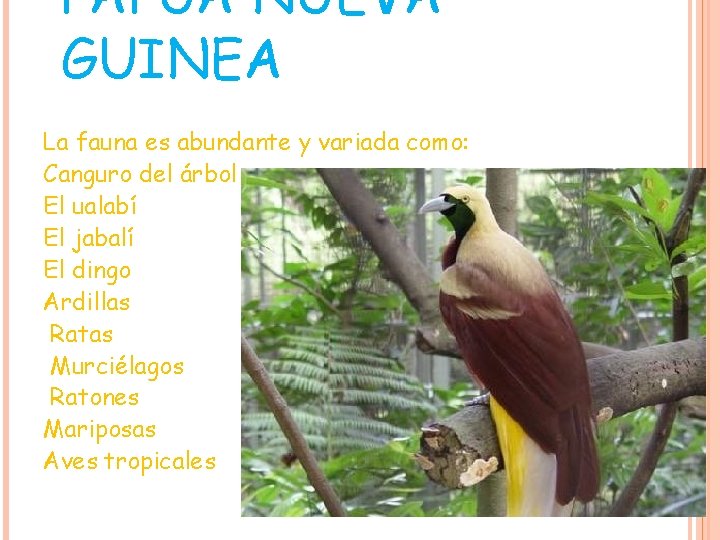 PAPÚA NUEVA GUINEA La fauna es abundante y variada como: Canguro del árbol El PAPÚA NUEVA GUINEA La fauna es abundante y variada como: Canguro del árbol El