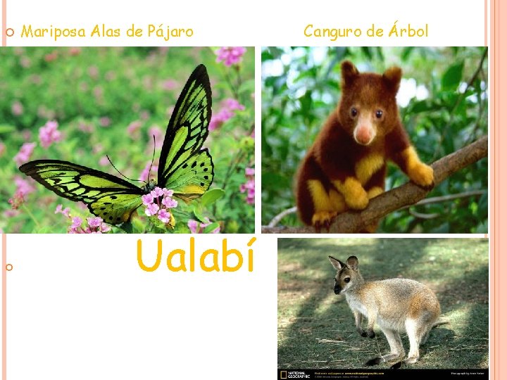 Mariposa Alas de Pájaro Ualabí Canguro de Árbol Mariposa Alas de Pájaro Ualabí Canguro de Árbol