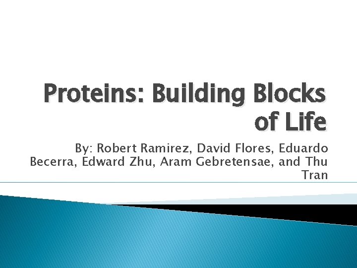 Proteins: Building Blocks of Life By: Robert Ramirez, David Flores, Eduardo Becerra, Edward Zhu,