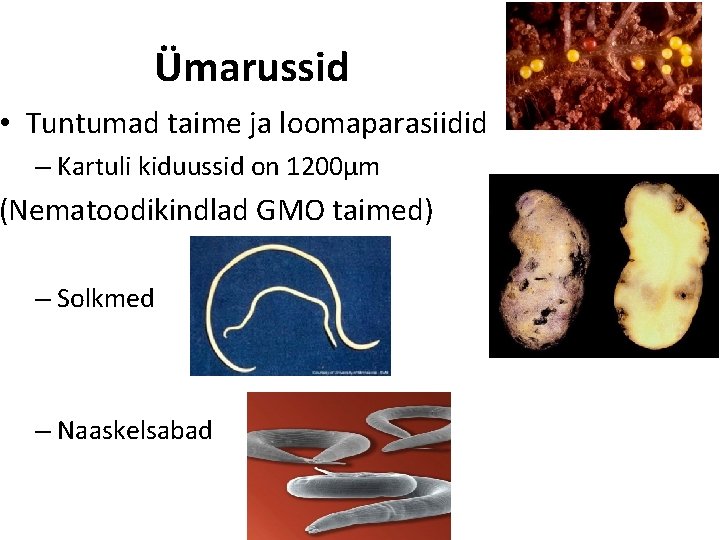 Ümarussid • Tuntumad taime ja loomaparasiidid – Kartuli kiduussid on 1200µm (Nematoodikindlad GMO taimed)