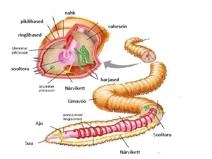 nahk pikilihased vahesein ringlihased sooltoru harjased Närvikett Limavöö Aju Sooltoru Suu Närvikett 