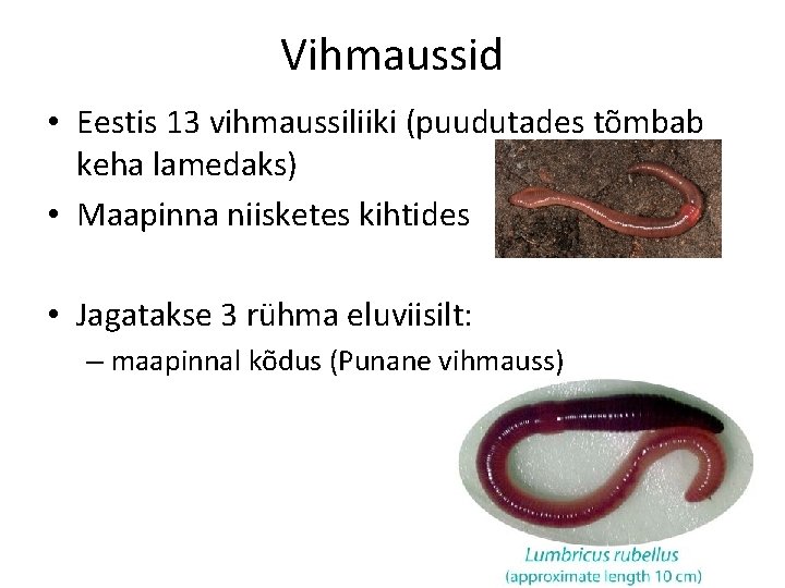 Vihmaussid • Eestis 13 vihmaussiliiki (puudutades tõmbab keha lamedaks) • Maapinna niisketes kihtides •