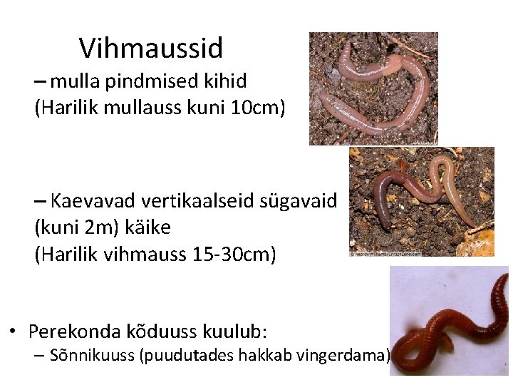 Vihmaussid – mulla pindmised kihid (Harilik mullauss kuni 10 cm) – Kaevavad vertikaalseid sügavaid