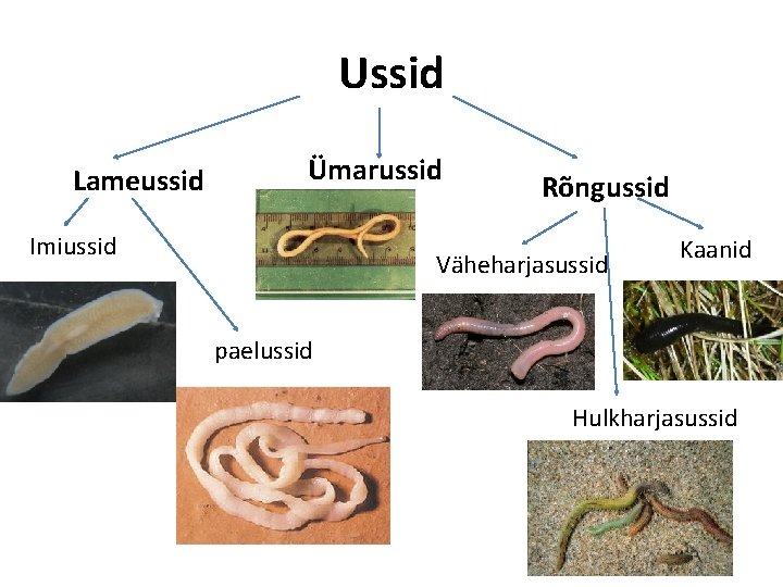 Ussid Lameussid Ümarussid Imiussid Rõngussid Väheharjasussid Kaanid paelussid Hulkharjasussid 